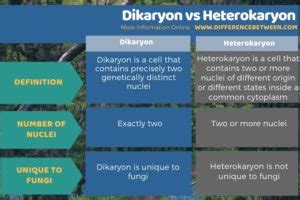 Difference Between Dikaryon and Heterokaryon | Compare the Difference ...