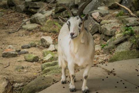 Best 8 Things in Yellow River Wildlife Sanctuary Atlanta