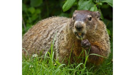 Marmot Meteorologists: The Origins of Groundhog Day - Morning Ag Clips