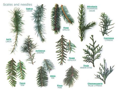 Types Of Evergreen Trees, Trees And Shrubs, Trees To Plant, Conifer ...