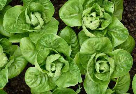 'Little Gem' - (Non-GMO) - Baby Romaine - Lettuce Seeds