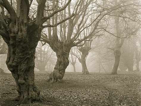 10 Haunted Forests Around the World - Photos - Condé Nast Traveler