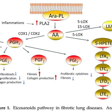 Eicosanoids pathway in fibrotic lung diseases. Arachidonic acid (AA) is ...