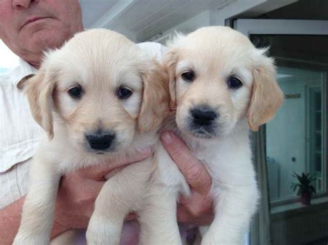 Golden Retriever Puppies For Adoption For Free | PETSIDI