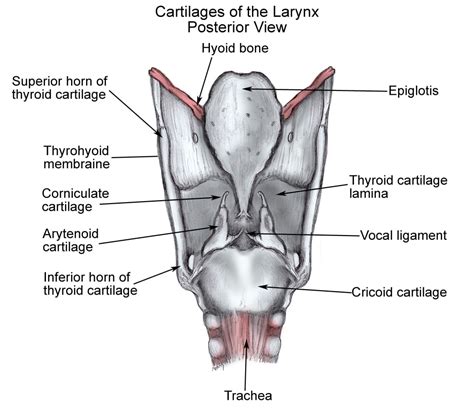 Laryngeal Cartilages