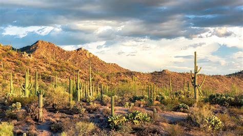 Saguaro National Park | Audubon