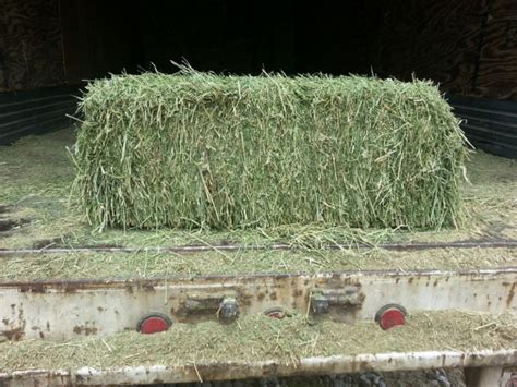 Western Alfalfa square hay bale at Cherokee Feed & Seed Ball Ground and ...