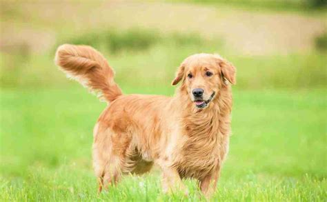 Understanding A Dog's Tail Movements | Hypro Premium