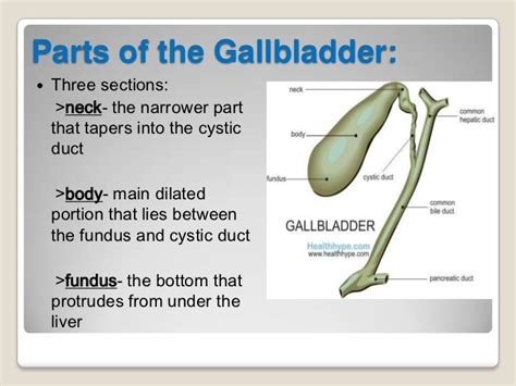 Gallbladder 11182011