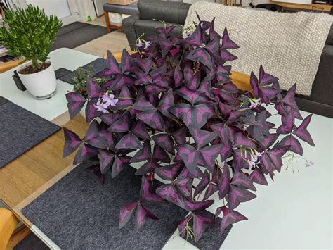 A Quick Guide to Grow Purple Shamrock Indoors and Outdoors - GetRather.com