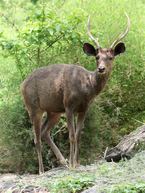 File:Sambar deer Cervus unicolor.jpg - Wikipedia