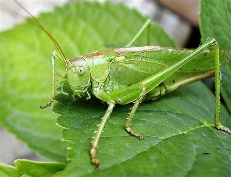 Sauterelle (insecte) | Sauterelle, Faits étranges, Insectes