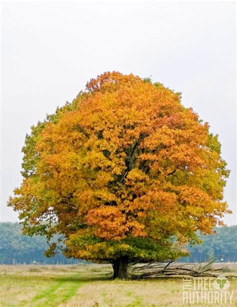 Red Oak Tree Facts (Quercus rubra) - The Tree Authority