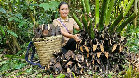 FULL VIDEO: 160 Days Harvest Plum, Areca fruit, Melon, Whip fruit ...