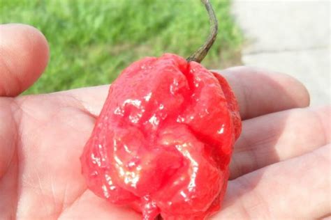 Carolina Reaper Seeds | Super Hot Chiles