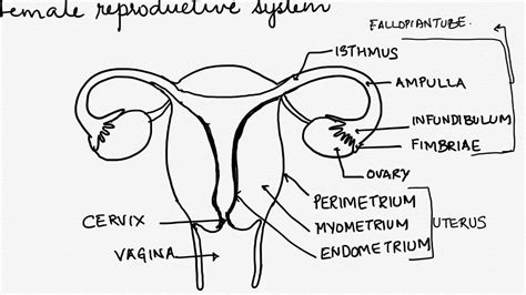 Draw A Labelled Diagram Of Female Reproductive System Of Hum