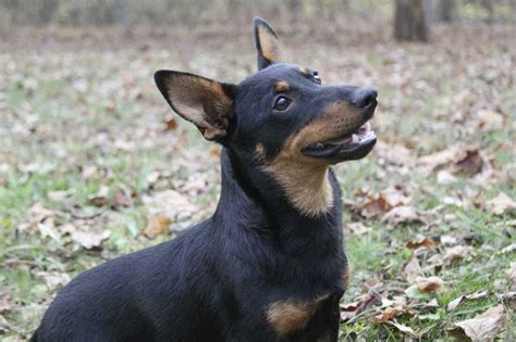 The Lancashire heeler is the newest AKC breed : NPR