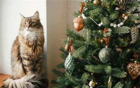 How To Prevent Cats From Climbing Christmas Tree