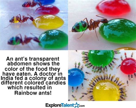 Ant Farm Experiment | Ant farms, Ants, Watering globe