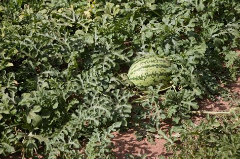 Pruning Watermelons - How And When To Prune Watermelon Plants | Gardening Know How