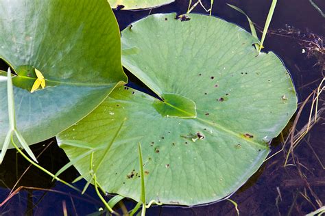 Water Lily Small Leaf Botanically Correct Veiner By Robert Haynes ...