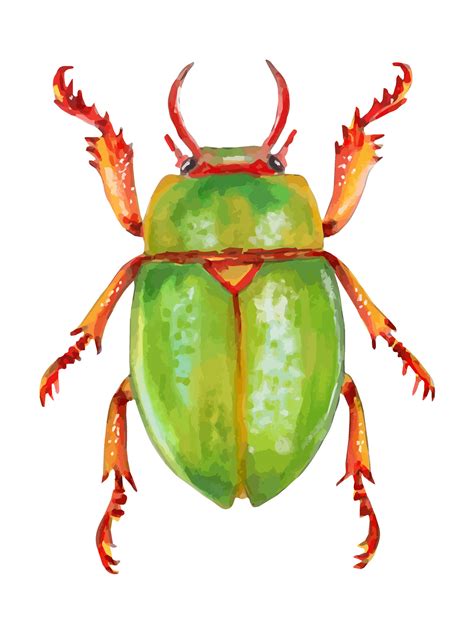 Green shining beetle. Insect. Entomology. The study of insects. Cut out clip art element for ...