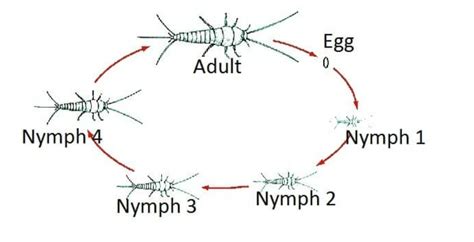 Silverfish Common Pest - Central Pest Control Dublin