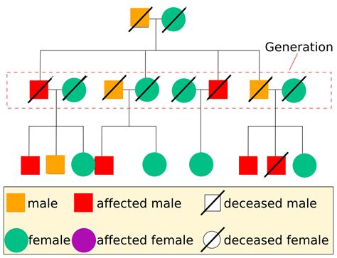 Phenotype — Definition & Overview - Expii