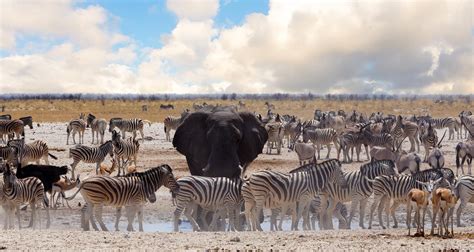 From savannah to jungle: The 12 best national parks in Africa | Rhino Africa Blog