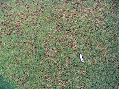 Winter diseases in bermudagrass putting greens | Golfdom : Golfdom