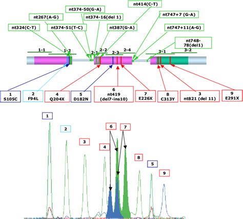 Myostatin gene. The top of the figure shows the three exons of the gene... | Download Scientific ...