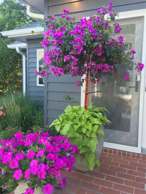 6 Best Plants For Pots Outside Front Door - Best Garden Outdoor Lawn | 2019 2020 2021 2022 ...