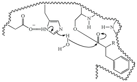 Illustrated Glossary of Organic Chemistry - Chymotrypsin