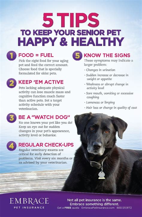 pet health advice | Senior pet care, Pet health, Pet advice