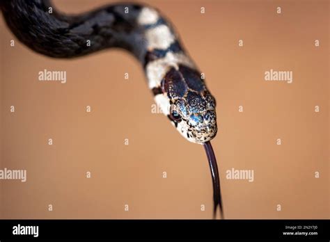 Dekay's Brown Snake Stock Photo - Alamy