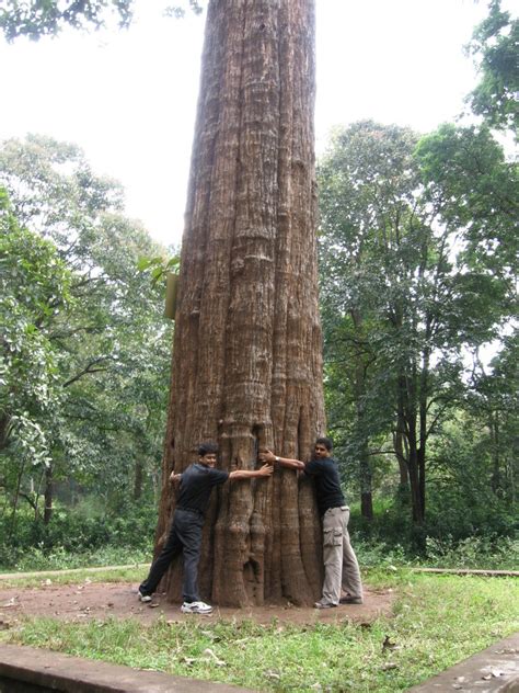 KANNIMARA TEAK | This tree, one of the biggest natural teak … | Flickr