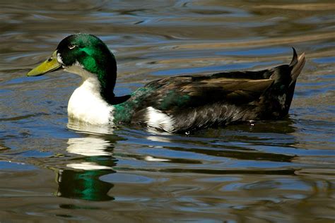 Duclair Duck - Connecticut's Beardsley Zoo