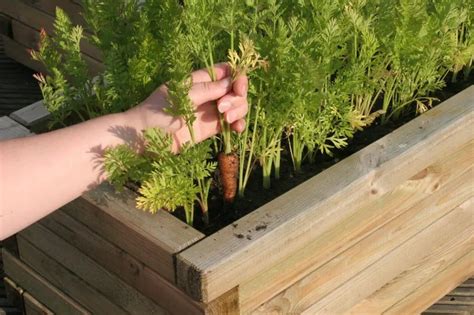 Where Do Carrots Grow? Best Place and Ideal Conditions for Planting ...