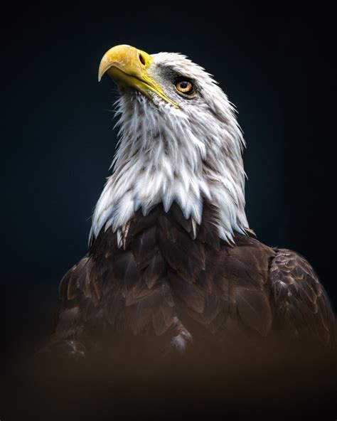 Bald Eagle Photography Workshop