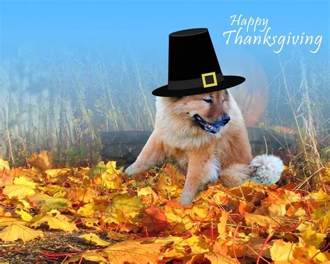 Funny Animal Thanksgiving Wallpapers - Top Free Funny Animal ...