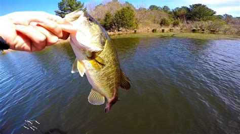 Bass Fishing on a New Lake in Texas – Bass Manager | The Best Bass Fishing Page On The Internet