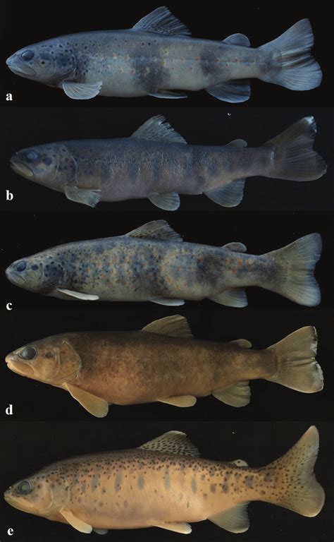 Salmonidae species of the northeastern Mediterranean Sea Basin of ...