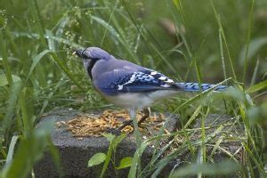 Attracting Blue Jays - Birdseed & Binoculars