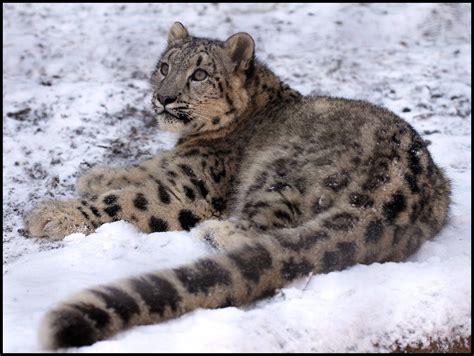 Snow Leopard Conservancy – Ensuring snow leopard survival and ...