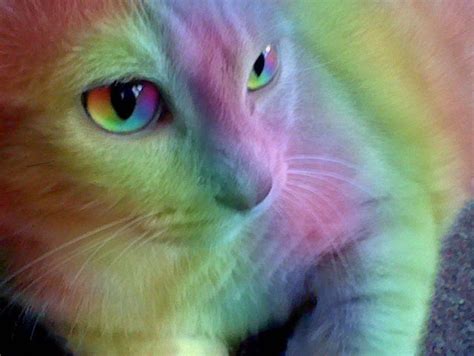 rainbow cats - Google Search Kittens Cutest, Cats And Kittens, Cute ...