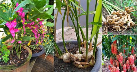 19 Types of Ginger Plants | Best Ginger Varieties | Balcony Garden Web