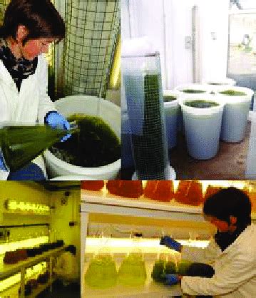 Microalgae Cultivation at C-Mar (CMAR) | Download Scientific Diagram