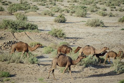 Animal Camel Desert Kavir National - Free photo on Pixabay - Pixabay