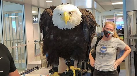 Clark the bald eagle spotted at Charlotte airport in North Carolina - ABC7 Chicago