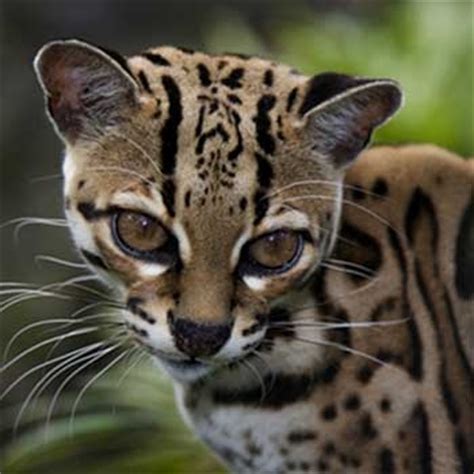 17+ best images about *** OCELOT + MARGAY *** on Pinterest | Terry o'quinn, Pets and Jaguar